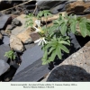 pontia callidice dombay host plant